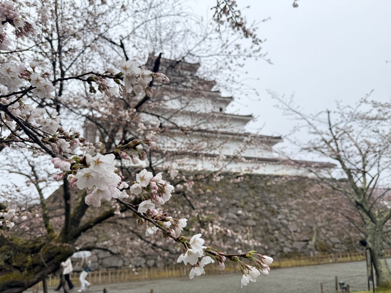 2026年鶴ヶ城桜3