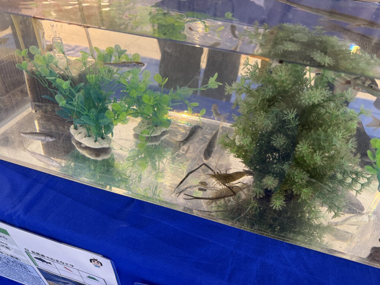 ミニ水族館