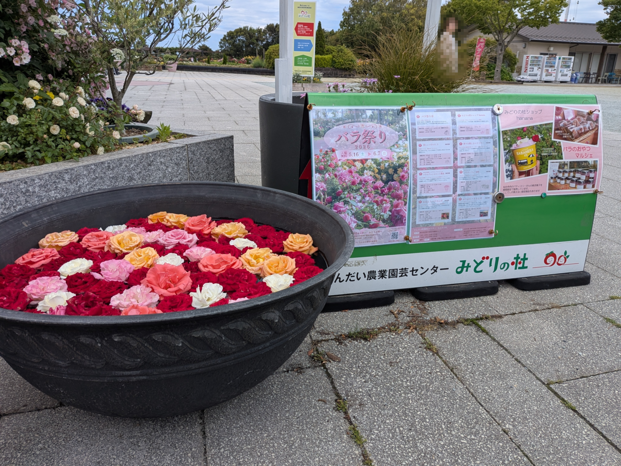 バラ祭り1
