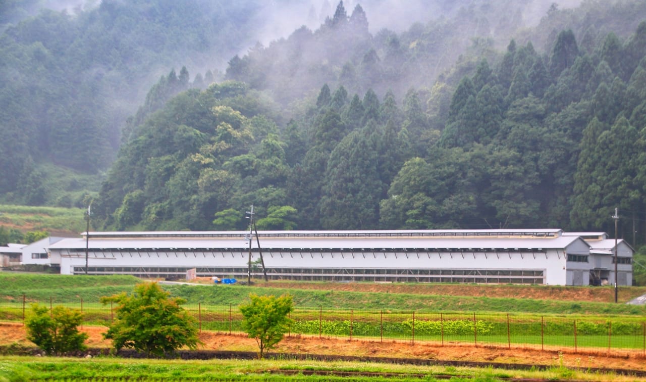 和歌山県 紀の川市の養鶏場で鳥インフルエンザが発生しました 号外net 和歌山市 和歌山県 紀の川市の養鶏場で鳥インフルエンザが発生しました 号外net 和歌山市