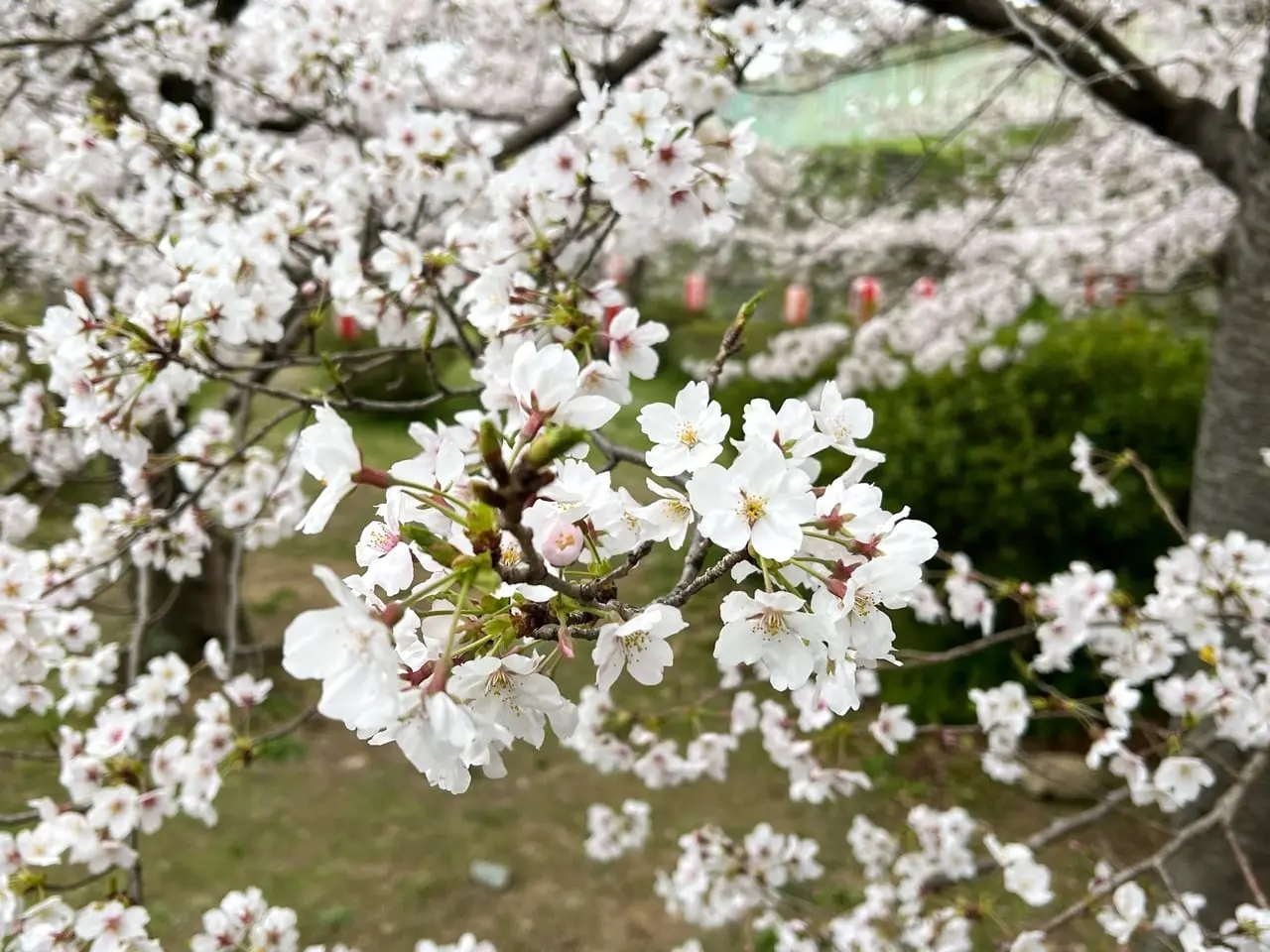 和歌山城　桜