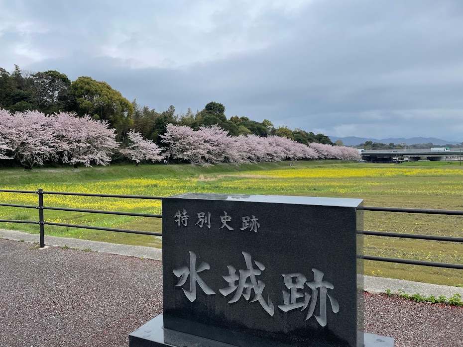 水城跡の桜と菜の花のコラボ