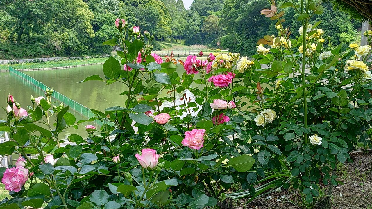 日本経済大学ローズガーデンのバラと池