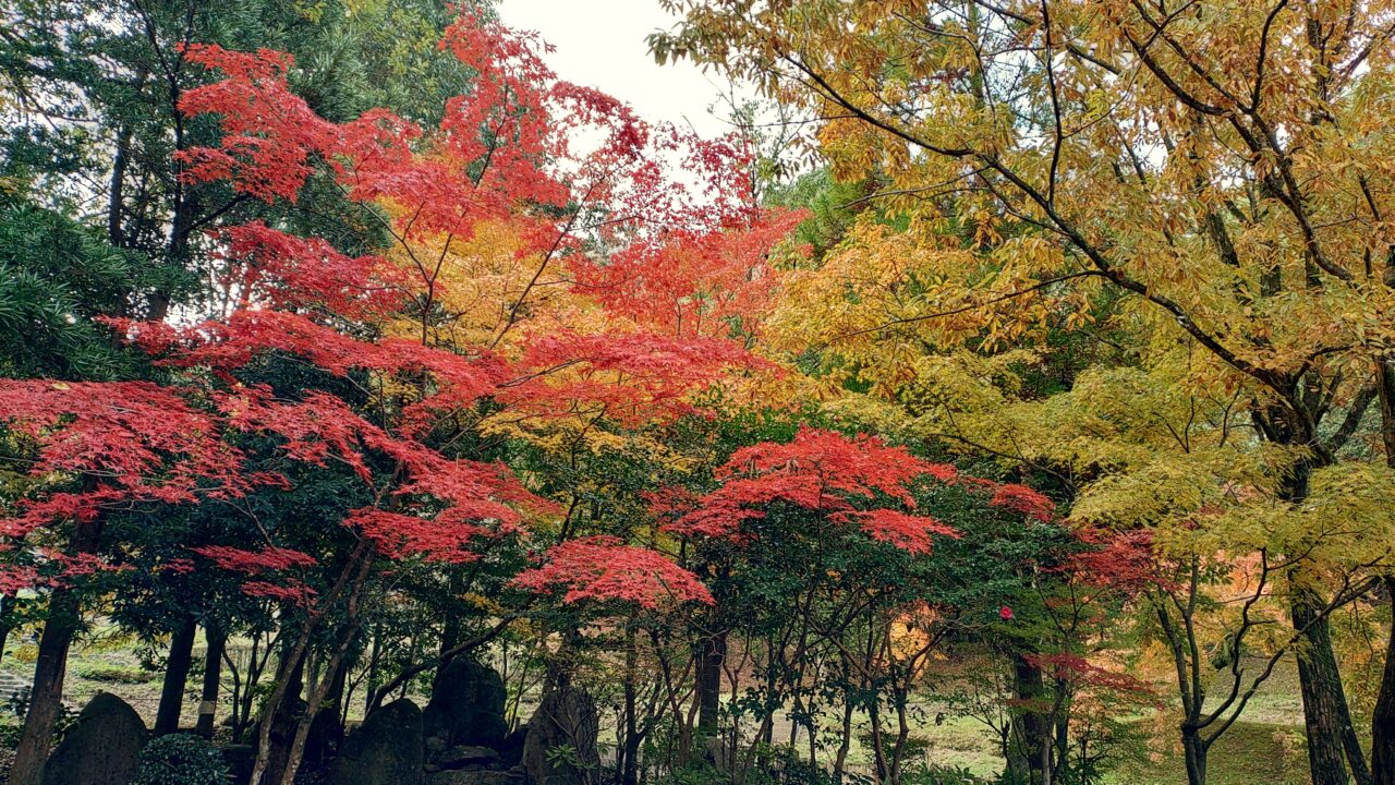 天拝山歴史自然公園の紅葉