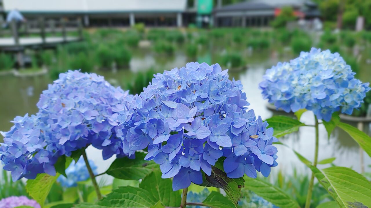 菖蒲池の周りに咲く紫陽花