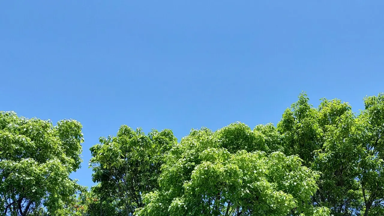 筆者撮影の夏の空