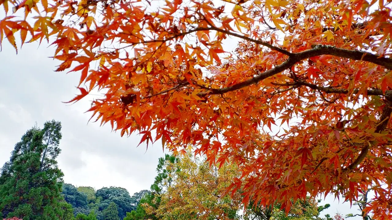 太宰府天満宮浮殿付近の紅葉