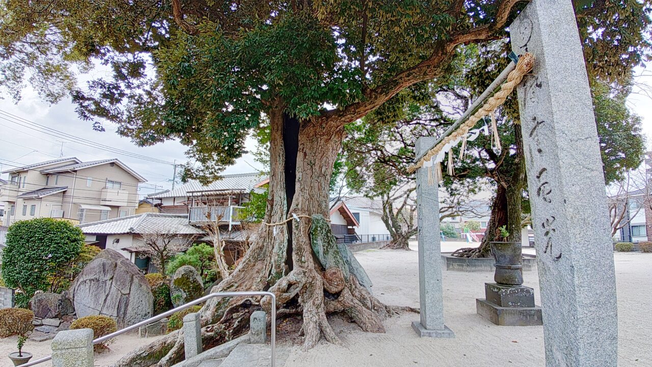 若八幡宮のイチイガシ