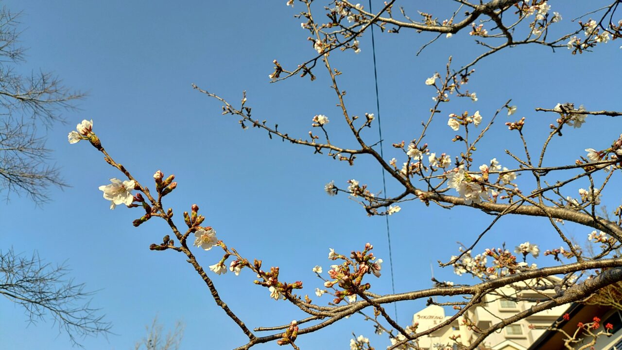 御笠川の桜並木