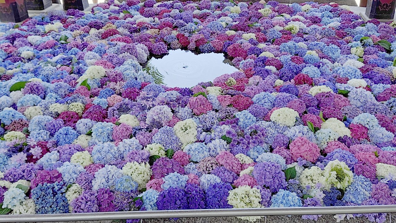 △宰花▽様 太宰府市】太宰府天満宮で紫陽花の花手水が始まっています。6月21日