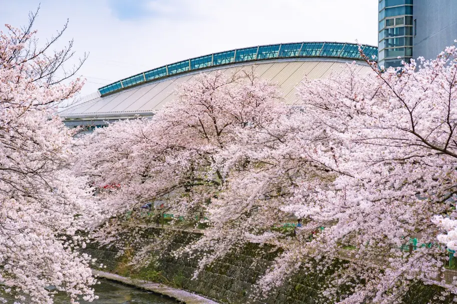 恩田川の桜並木