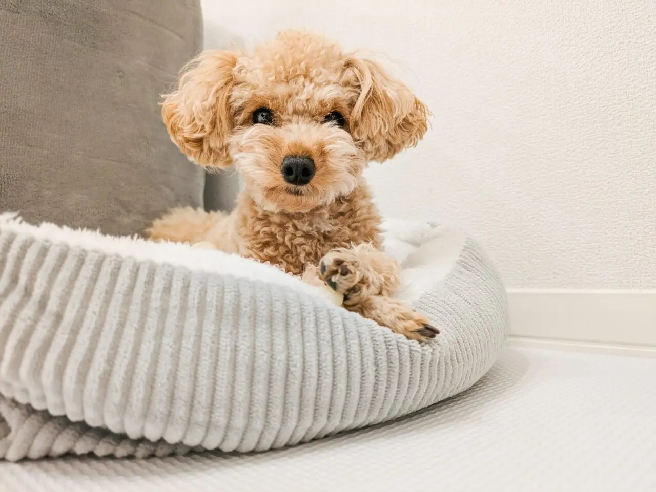 犬
