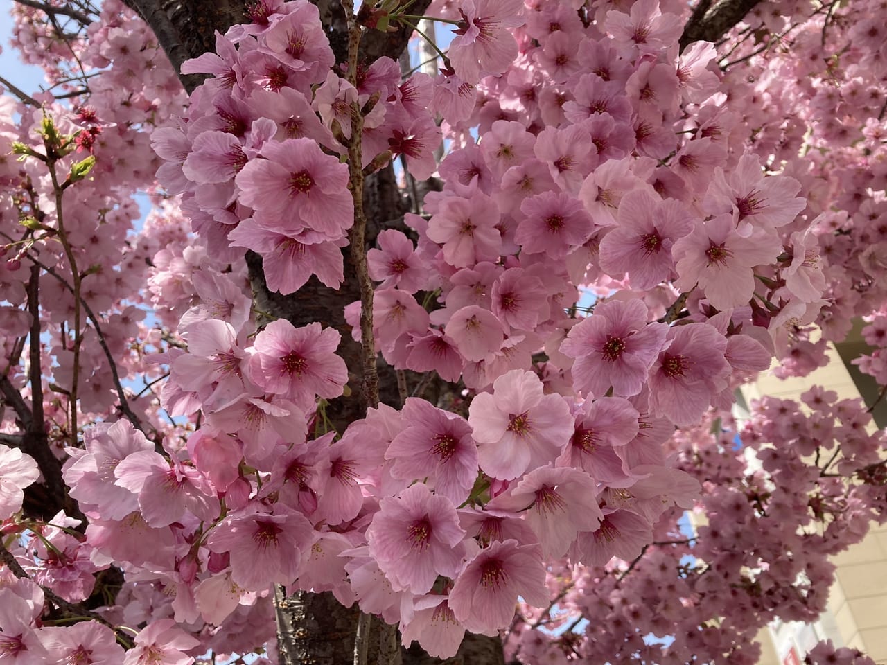 宮前平駅前の桜