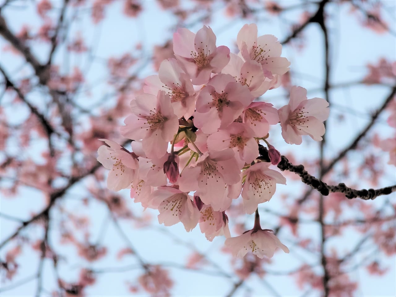 徳島中央公園助任川沿いにある蜂須賀桜