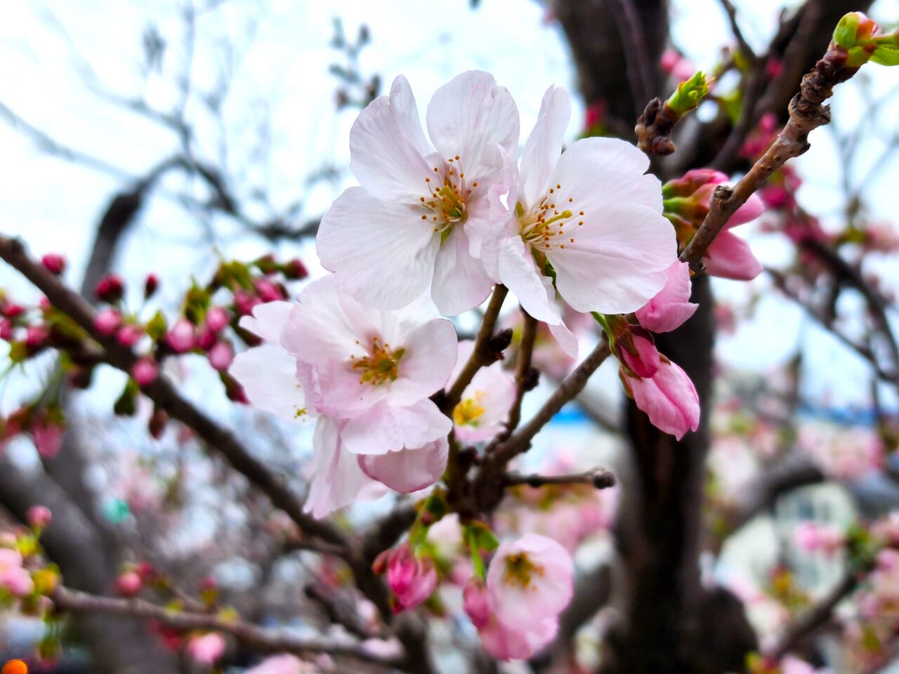 「ことぶき公園（お遍路さん休憩所）」の桜