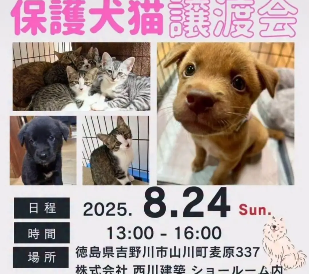 イベント「保護犬猫の譲渡会」関連画像。画像提供：「関係者」様