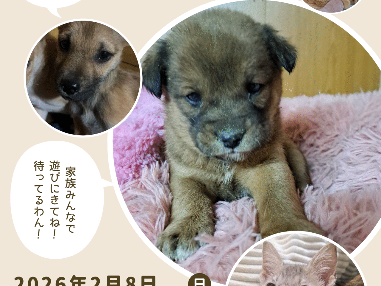「保護犬猫の譲渡会」イベントに関する画像。画像提供：「関係者」様