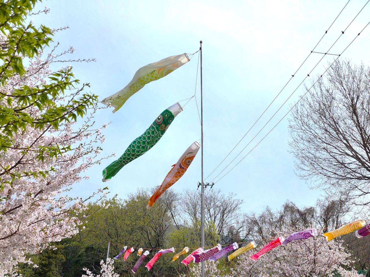 「さくらガーデン」桜とこいのぼり