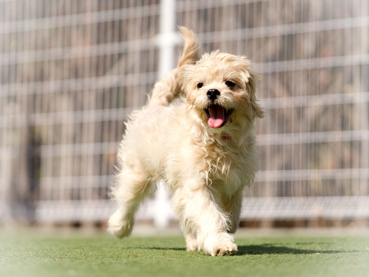 犬