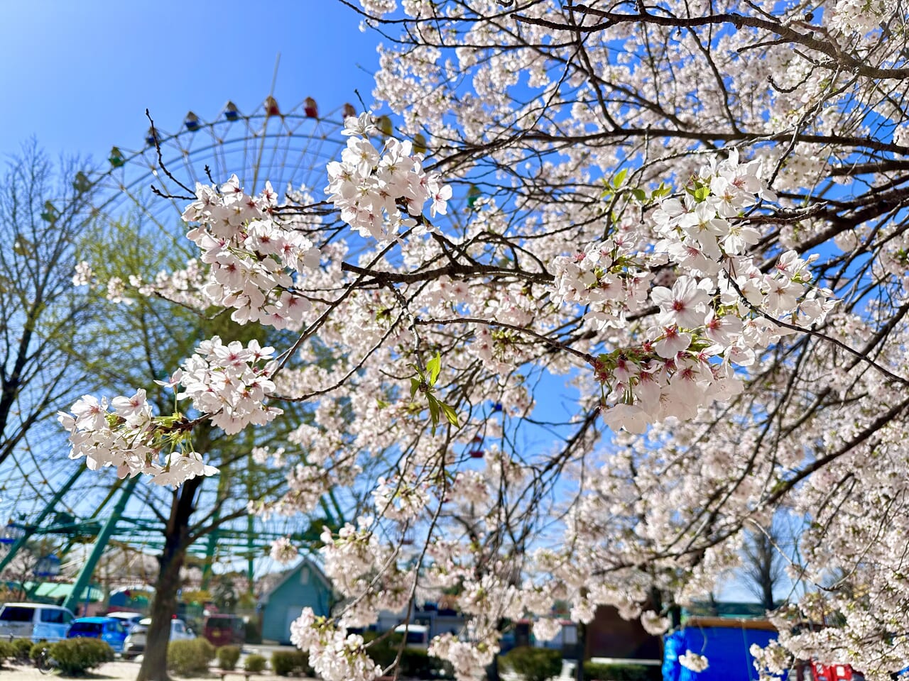 華蔵寺公園桜2024