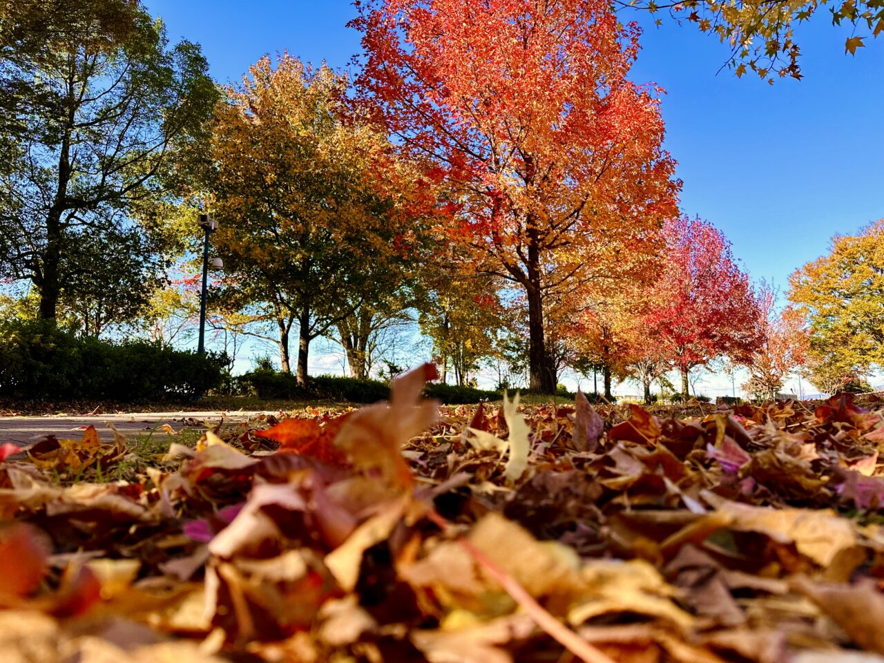 市民の森　紅葉