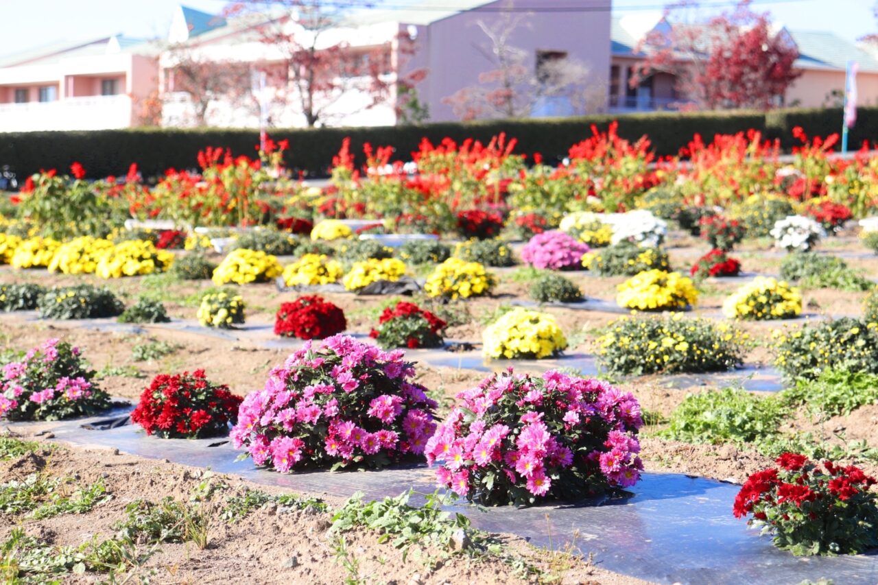 あかぼり小菊の里