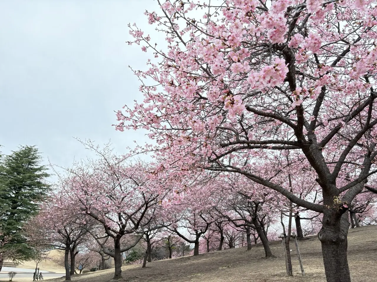 2026年2月28日伊勢崎市みらい公園河津桜２