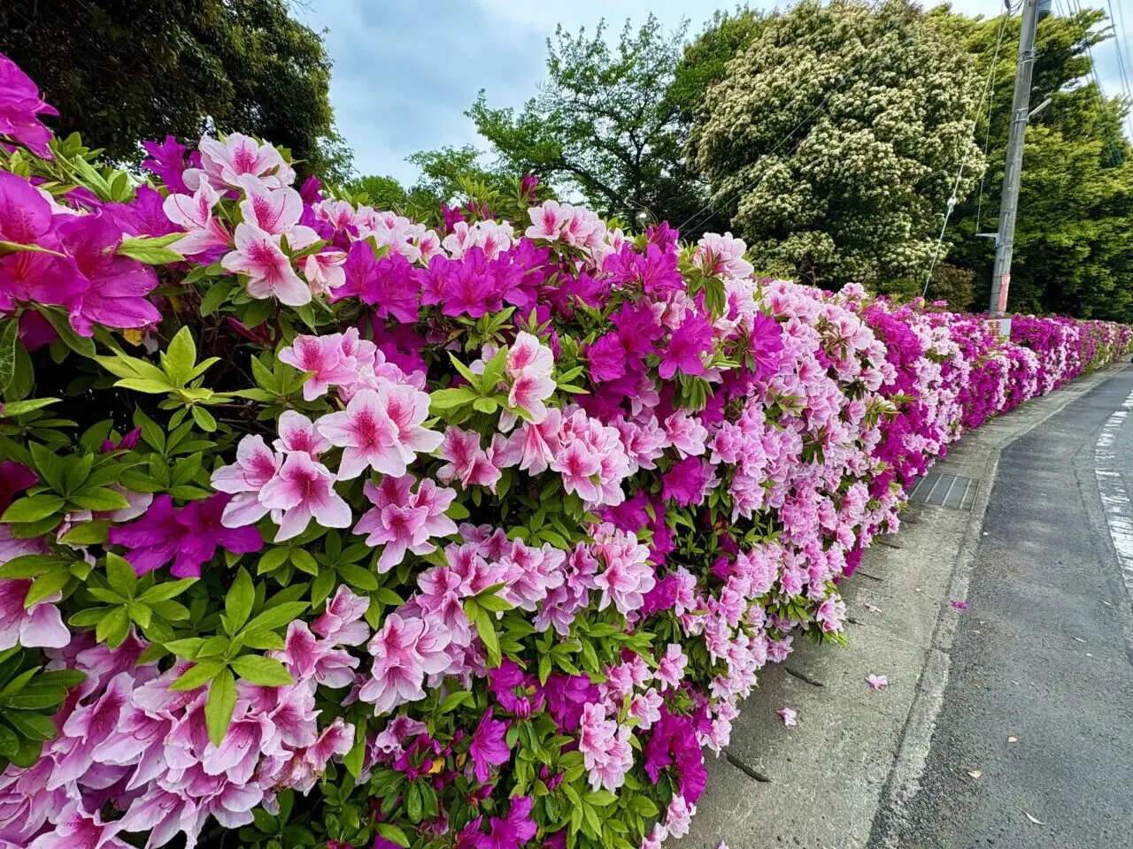 2026年4月30日華蔵寺公園北側のツツジ