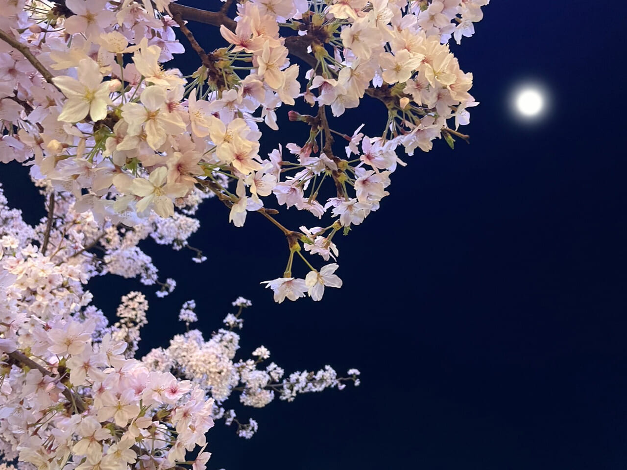 桜　夜