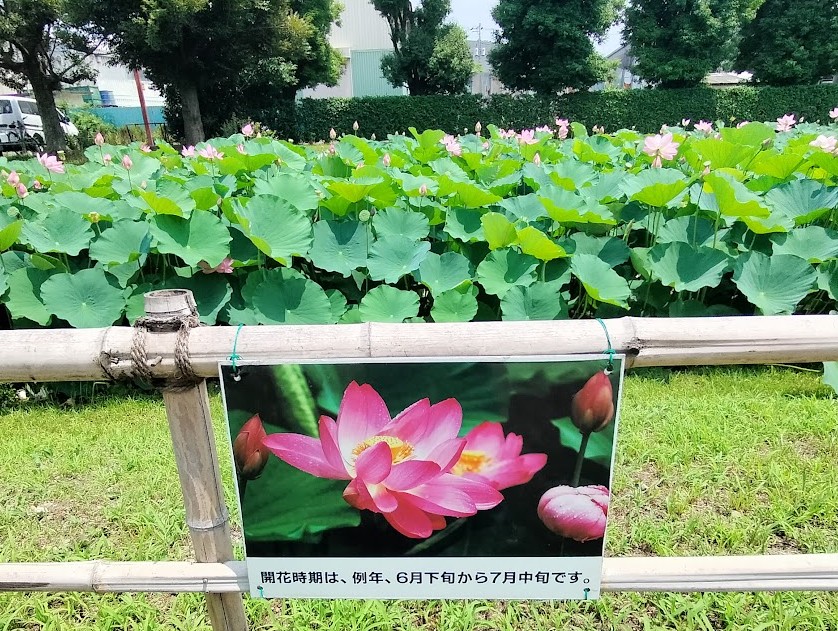 古代蓮　民家園