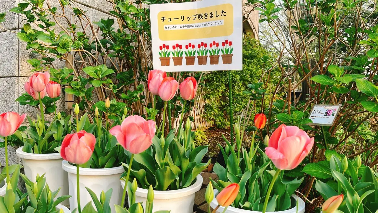 麻溝公園2025.04