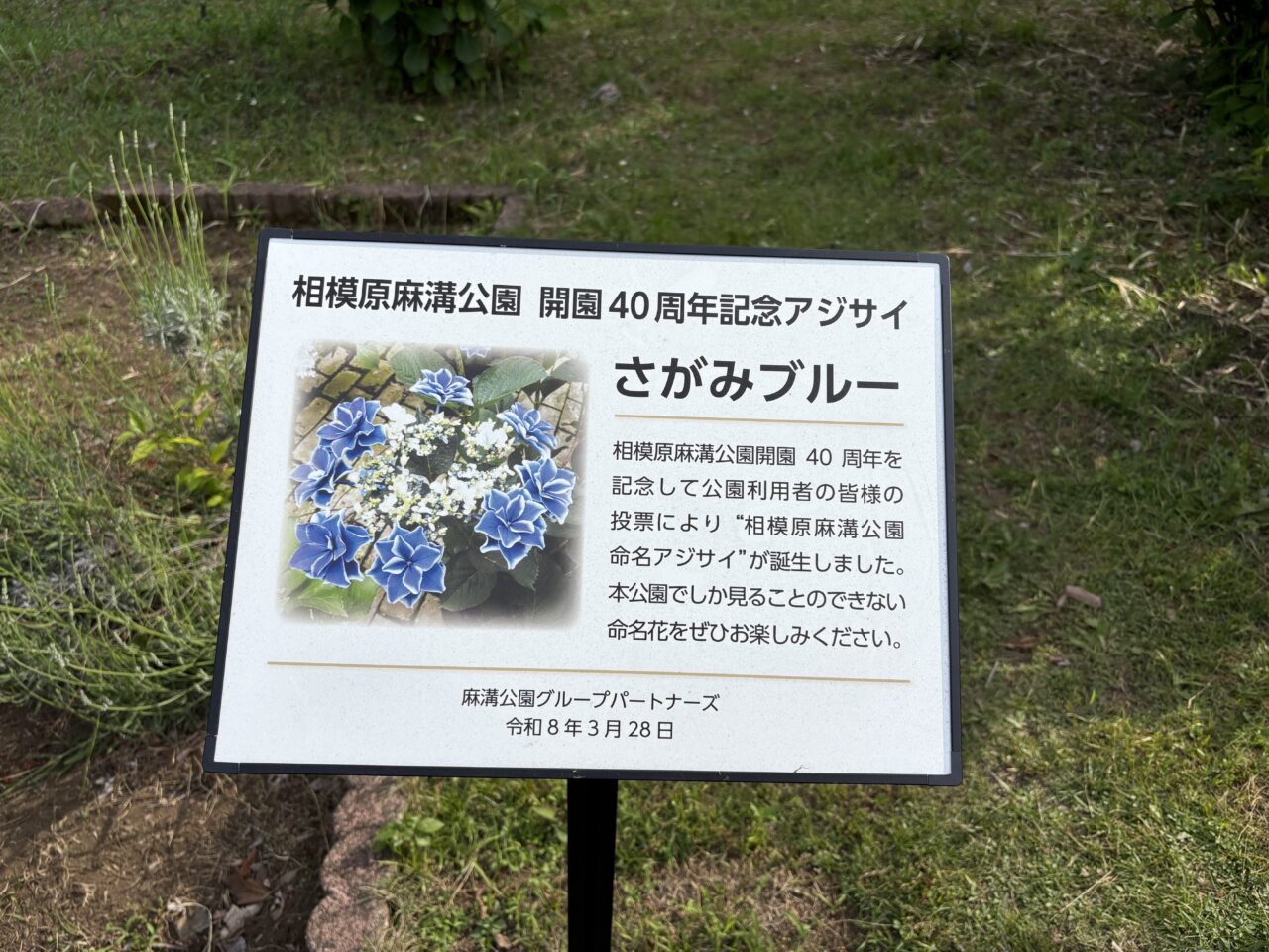 さがみブルー