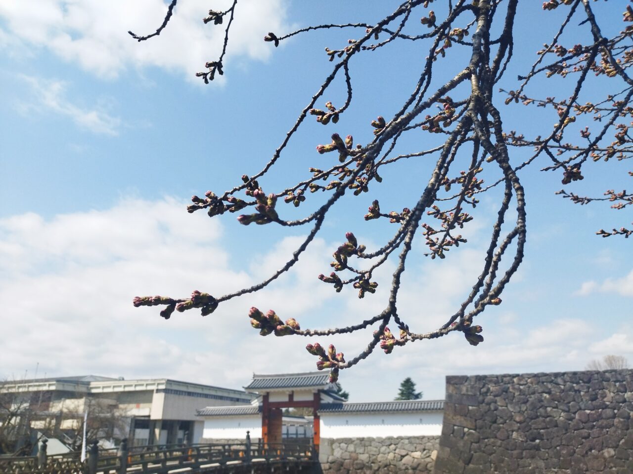 霞城公園の桜