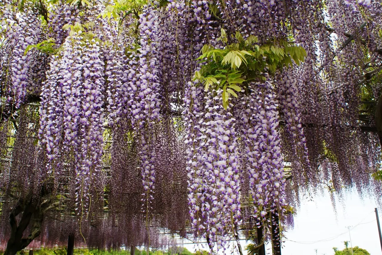 2021年4月「かざはやの里」藤まつり