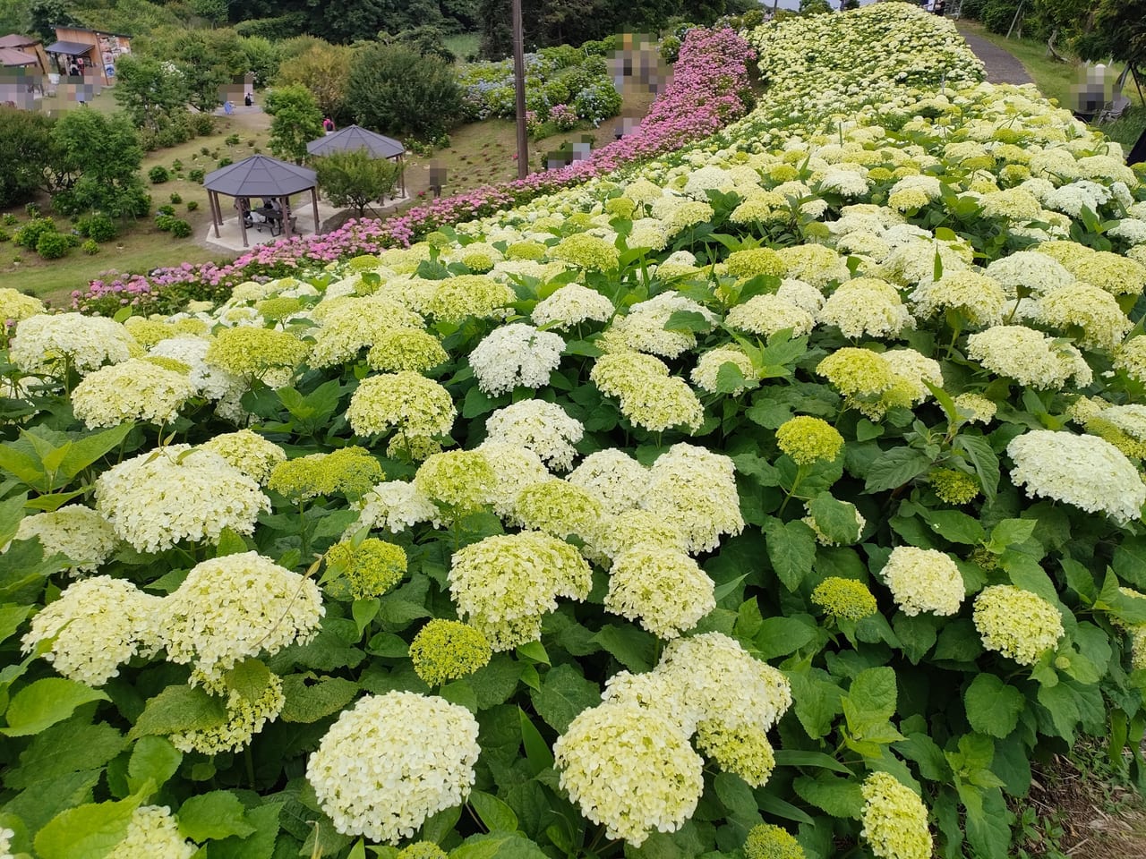 2023年6月「かざはやの里」のあじさいまつり