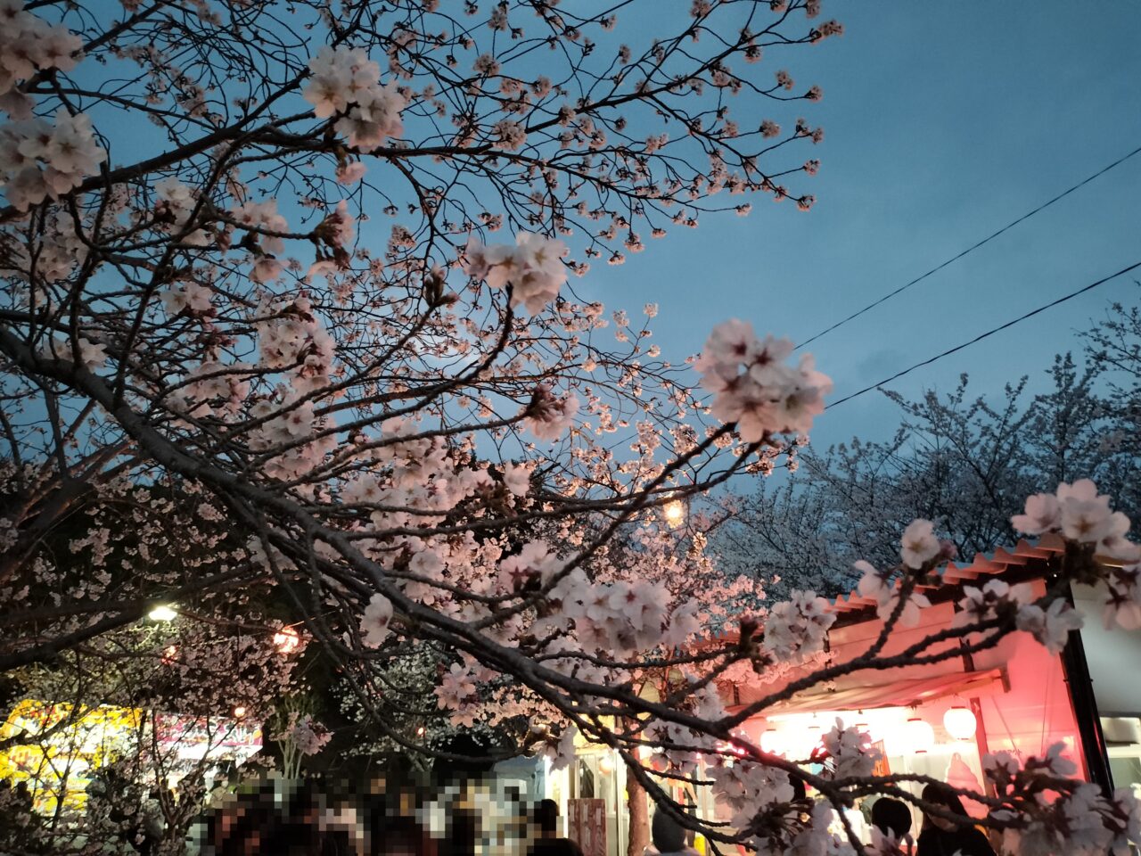 2026年3月29日「津偕楽公園春まつり」