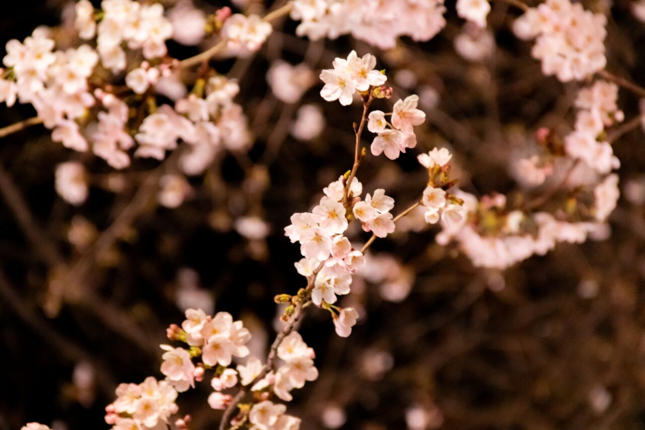 夜桜