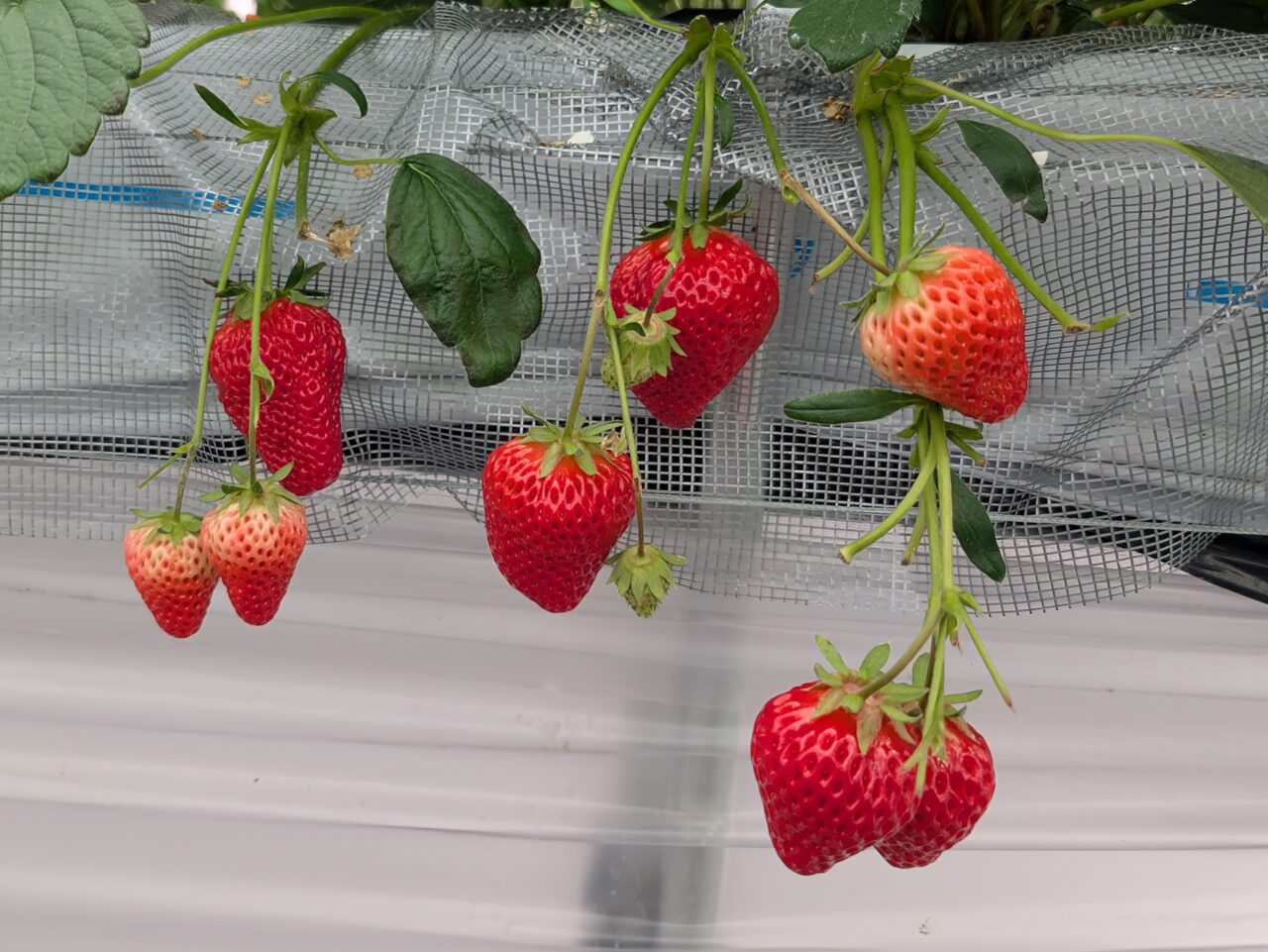 リトルプリンス いちご縁 紅ほっぺ