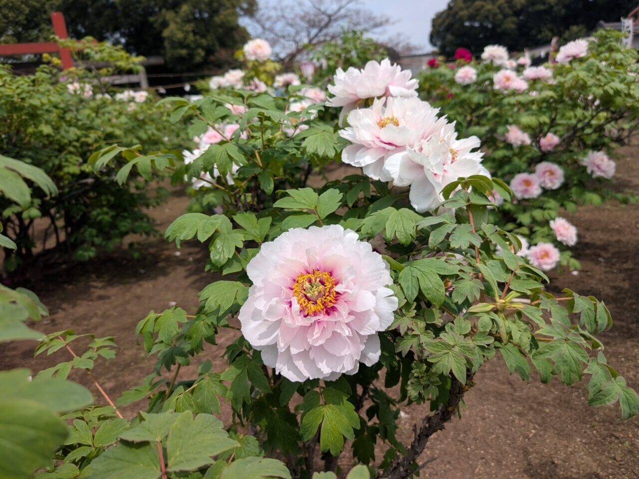 ぼたん