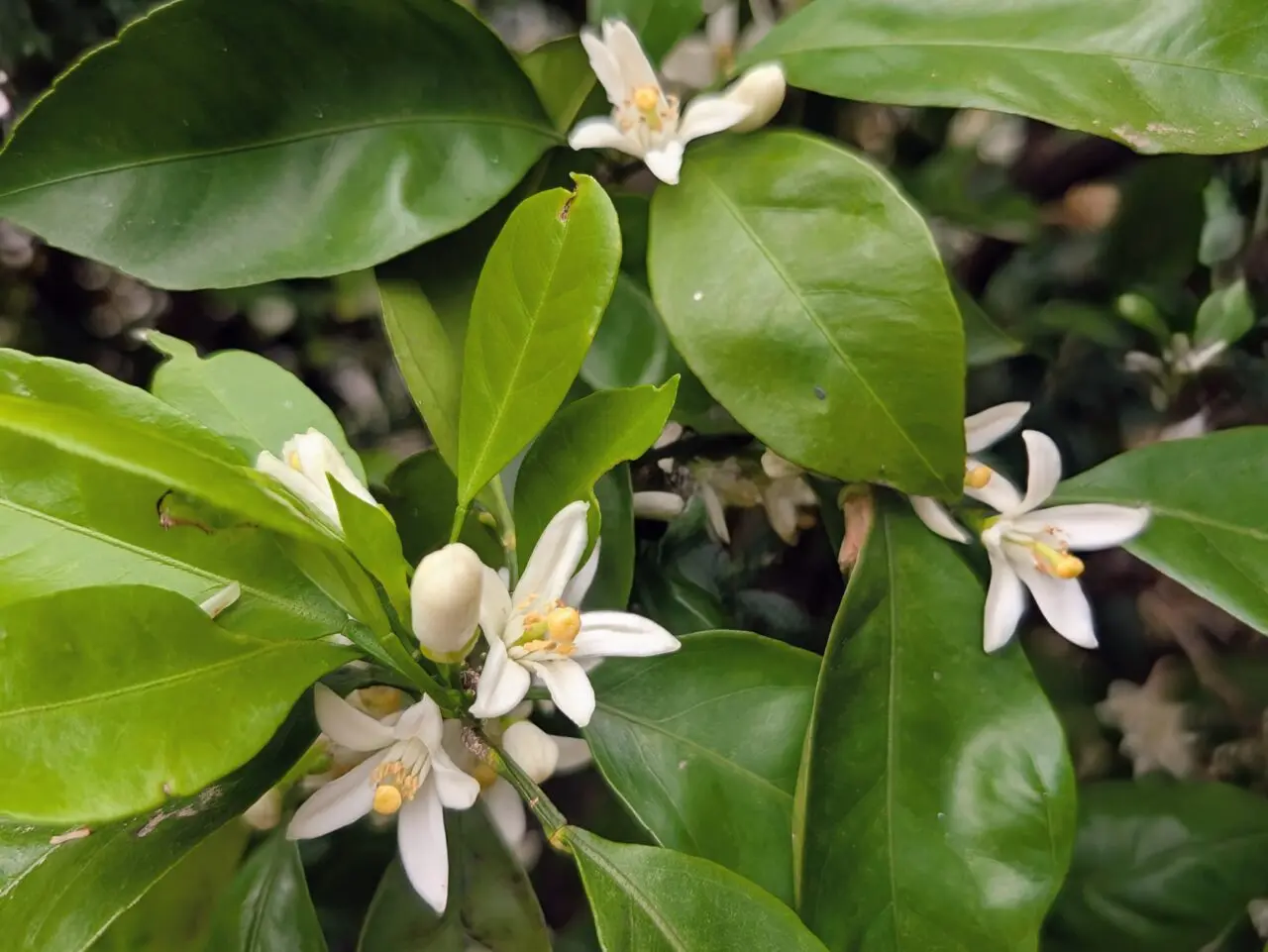 みかんの花
