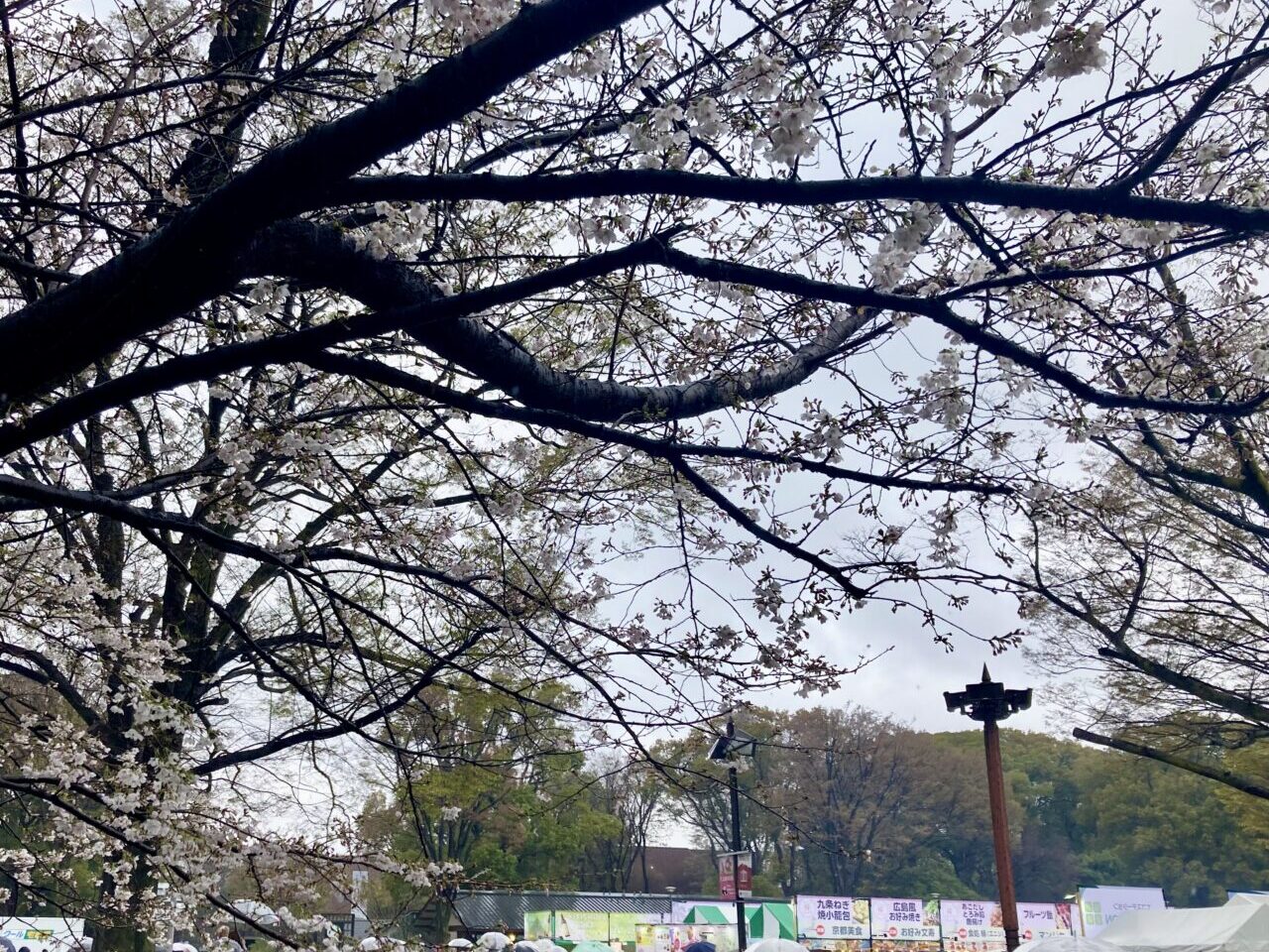 260327うえの桜フェスタ8