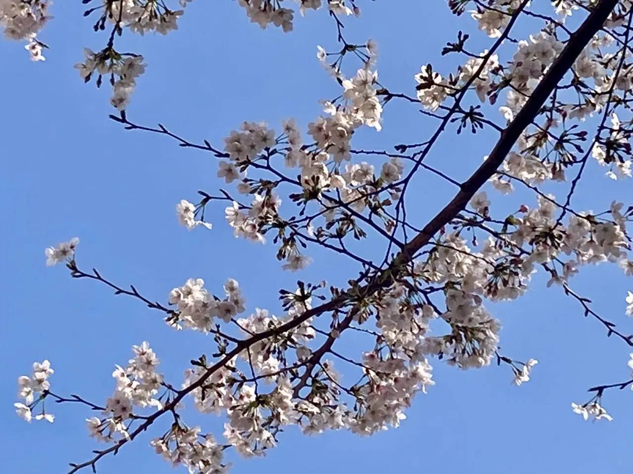 260329桜1