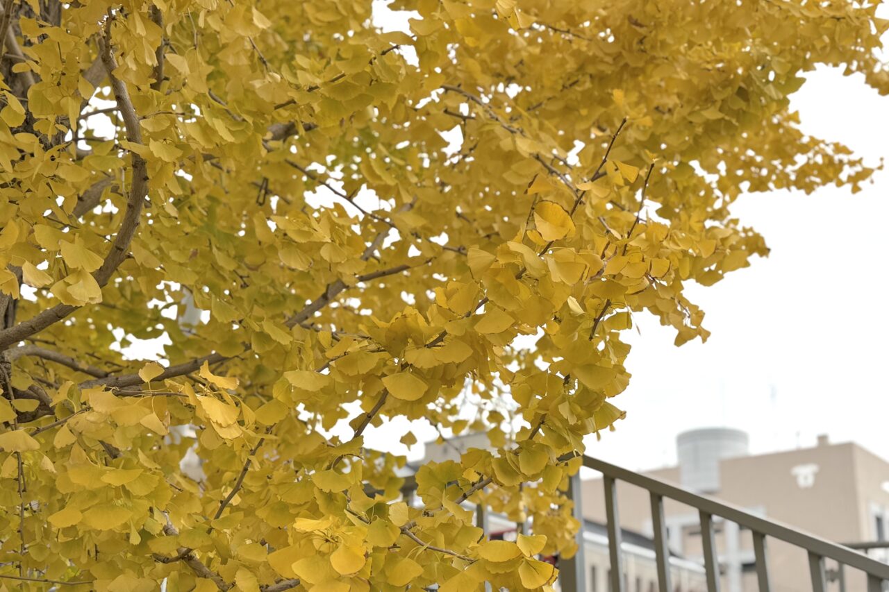 2025.11長田区イチョウ6