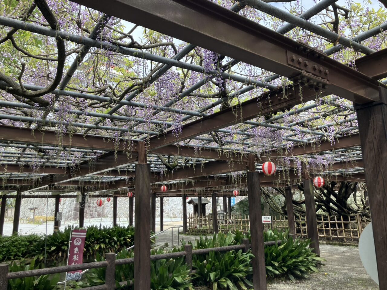 唐津城藤棚