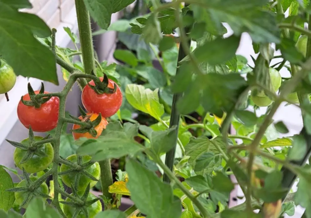 野菜