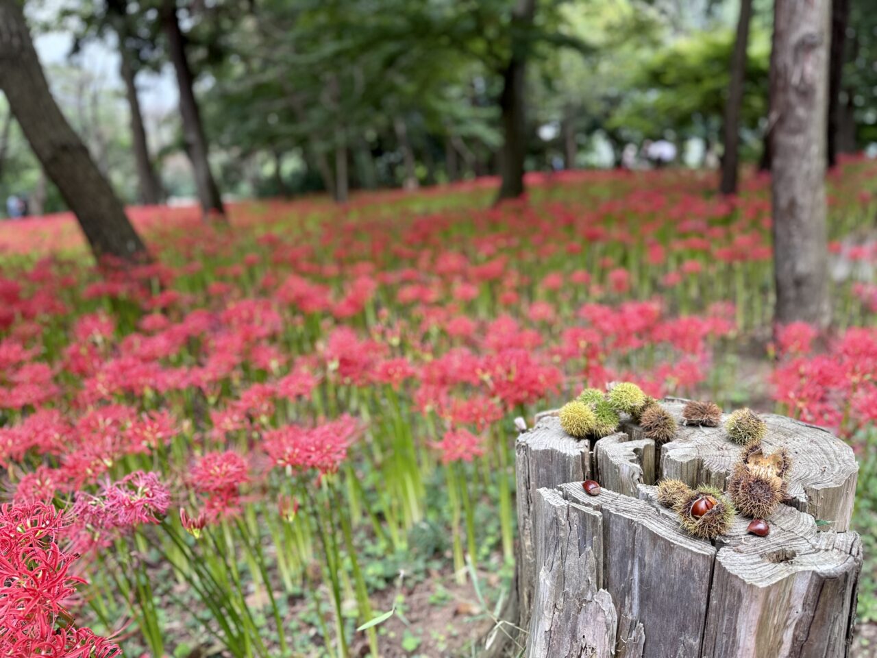八千代市写真募集