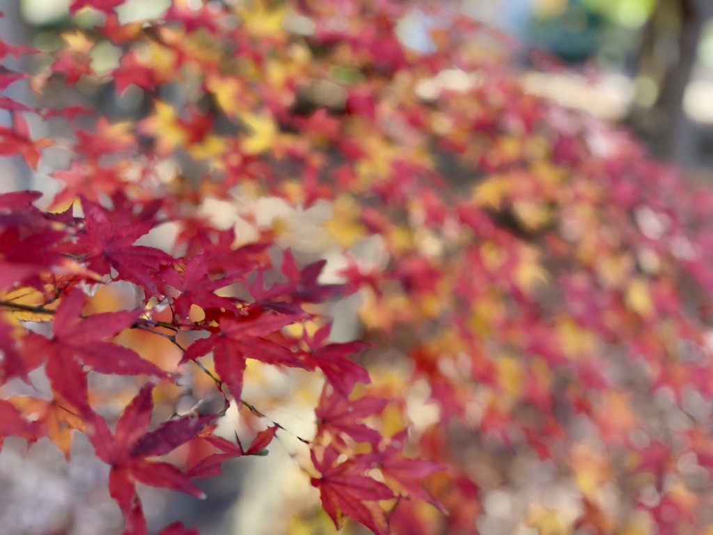 八千代市村上緑地公園