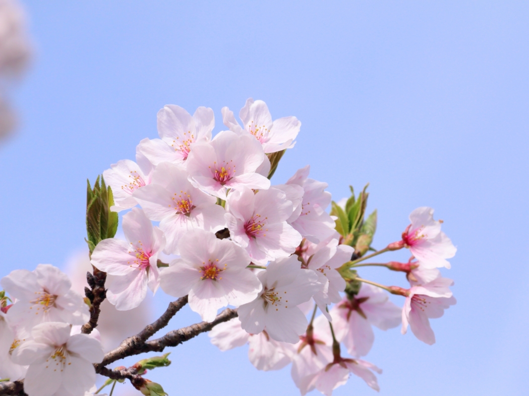 桜イメージ画像