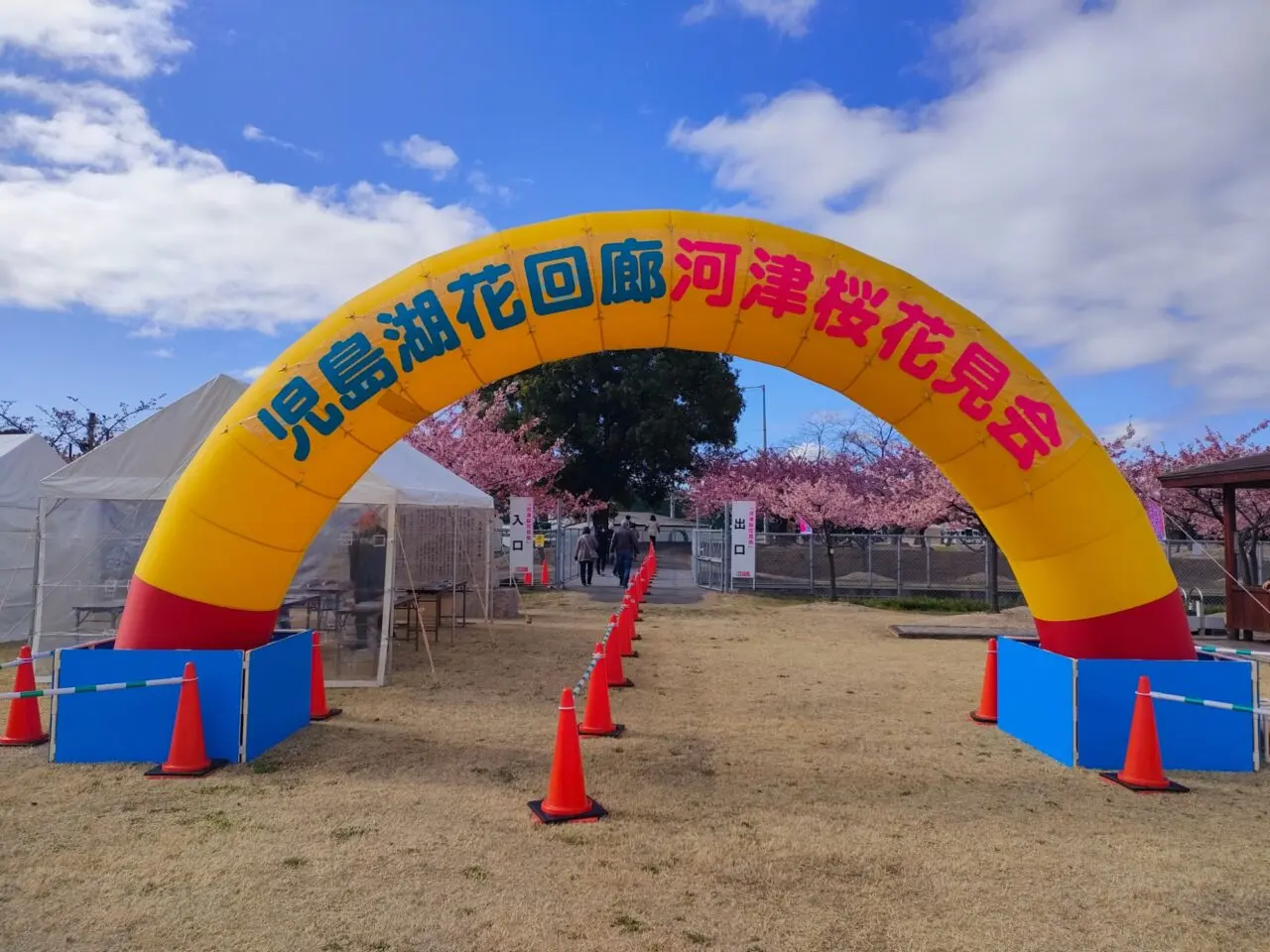 花回廊河津桜見学会