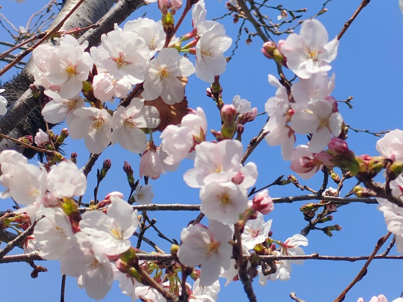 桜イメージ画像